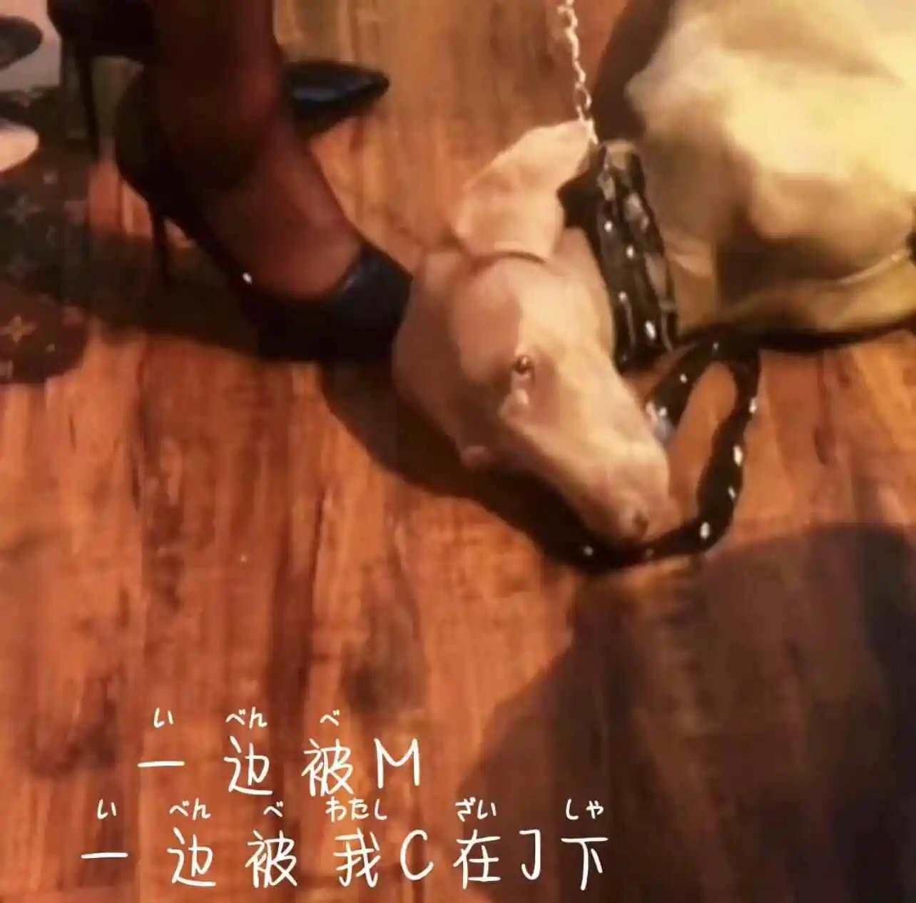 西檬之家字母圈入圈指南:新人如何安全入门? 一